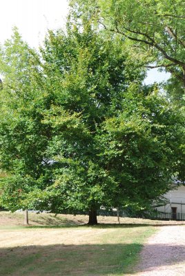 Carpinus betulus - habr obecný - letní habitus (83)